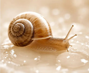Snail Mucin