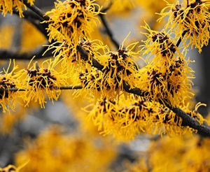 Witch Hazel