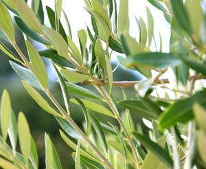 Tea Tree Oil