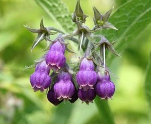 Allantoin